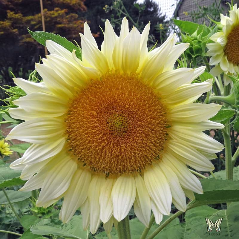 Heirloom Non-GMO Helianthus Flower Seeds for Planting – Bright Sunflower Variety, High Germination Garden Seeds