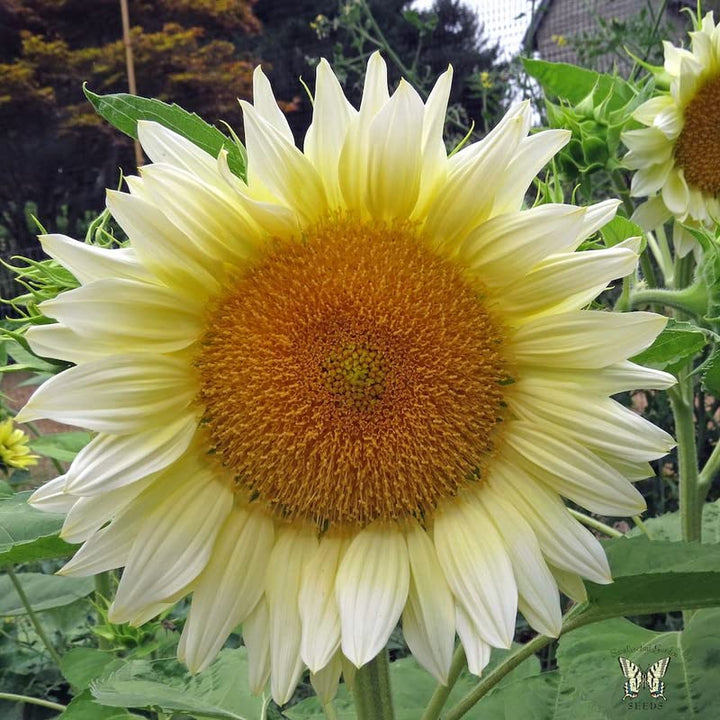 Heirloom Non-GMO Helianthus Flower Seeds for Planting – Bright Sunflower Variety, High Germination Garden Seeds