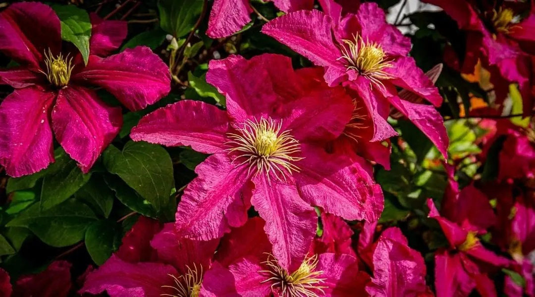 pink deep flower seeds