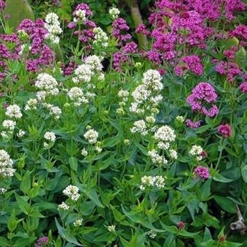 mixed jupiters flower seeds