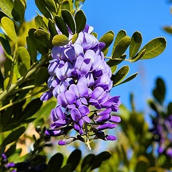 Flower Seeds, Seeds for Planting, Plant Seeds