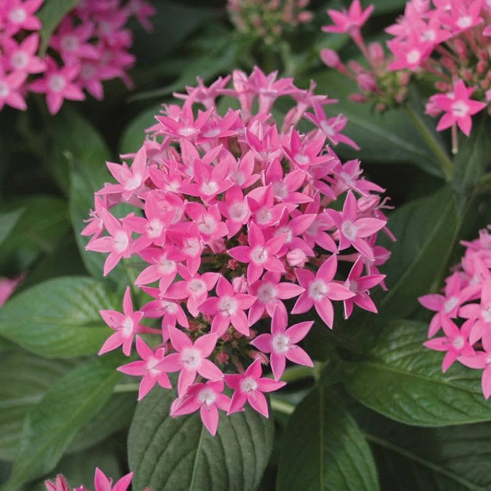 penta flower flower seeds