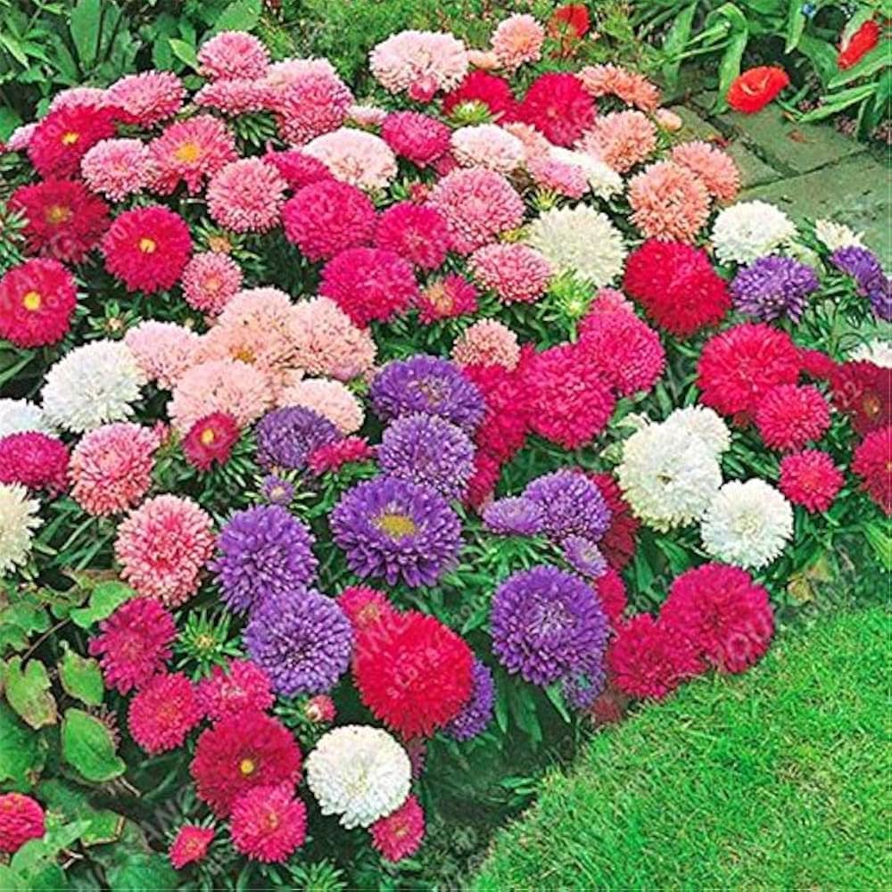 aster rainbow flower seeds