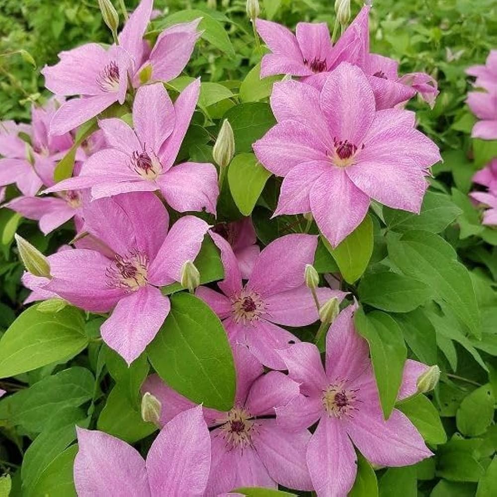 Clematis Baby Pink Flower Seeds for Planting - 100 pcs