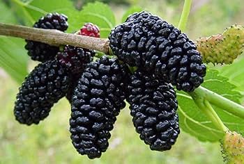 Rare Mulberry Plant Seeds - Grow Nutritious and Sweet Mulberries with Ease  100 pcs