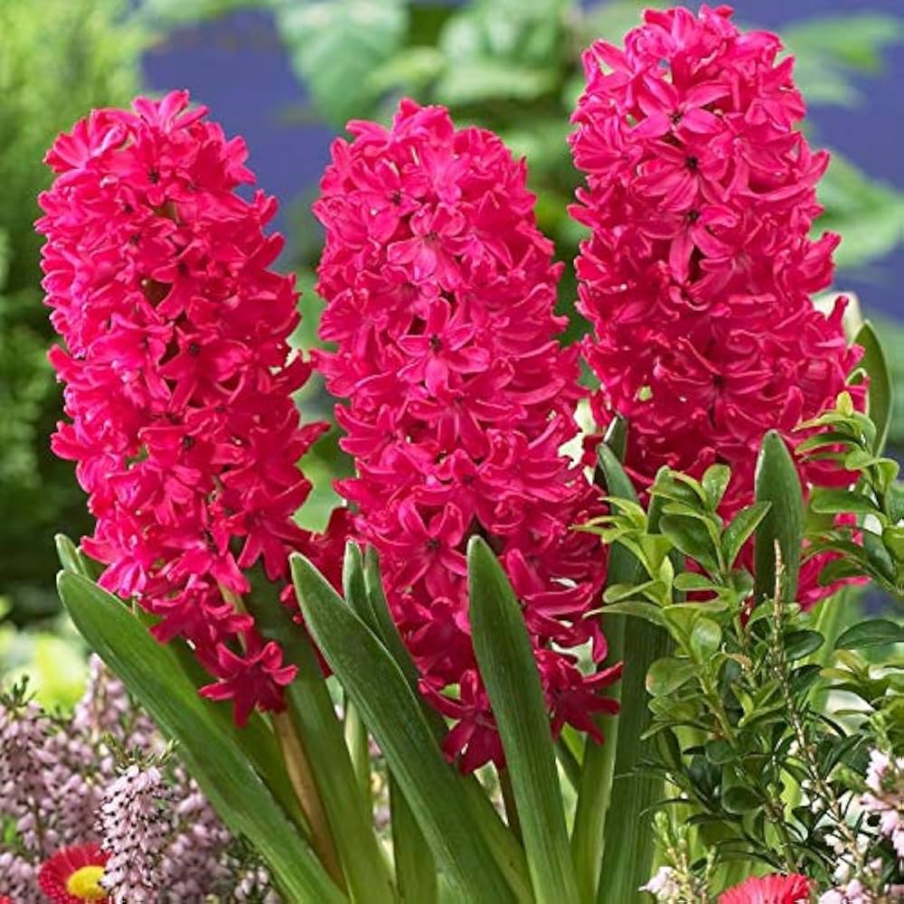 pink hyacinth flower seeds
