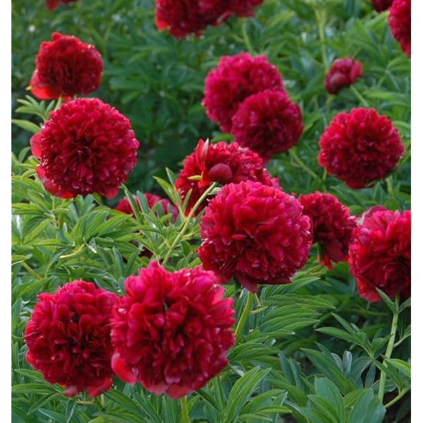 red heirloom flower seeds