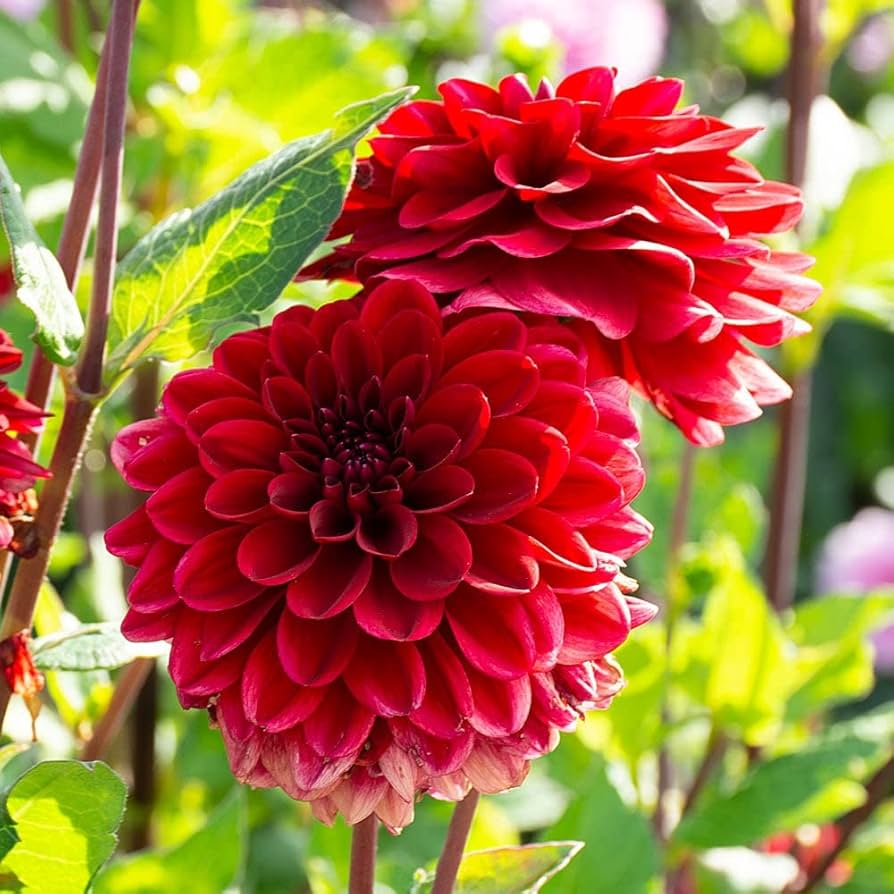 Lyserøde Dahlia Blomsterfrø til udplantning - 100 stk