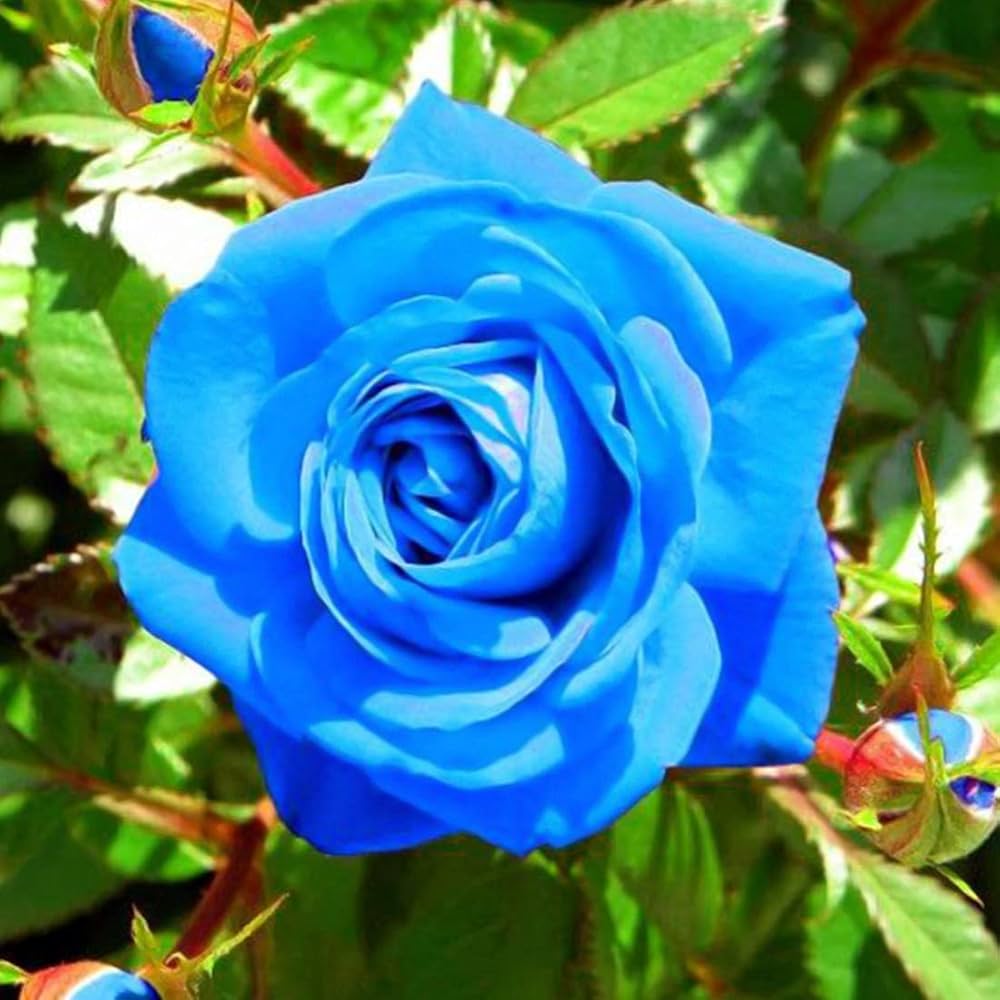 Rose Flower Seeds for Planting Blue 100 pcs