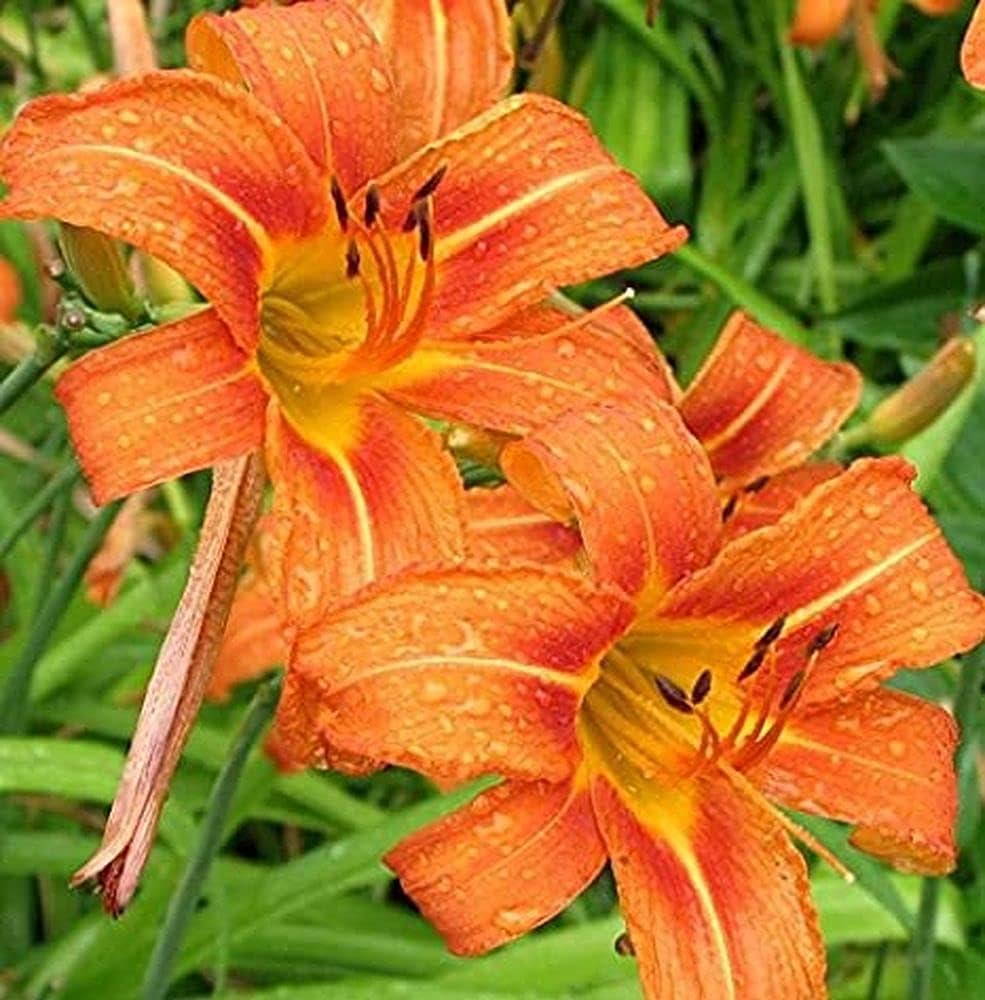 Orange Hemerocallis Flower Seeds for Planting - 100 pcs