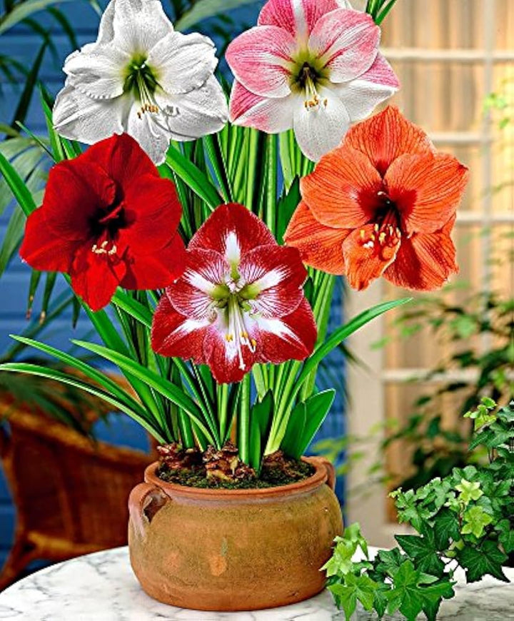 Amaryllis Mixed Colour Seeds for Planting | Heirloom, Non-GMO, Organic Blooming Flower Seeds