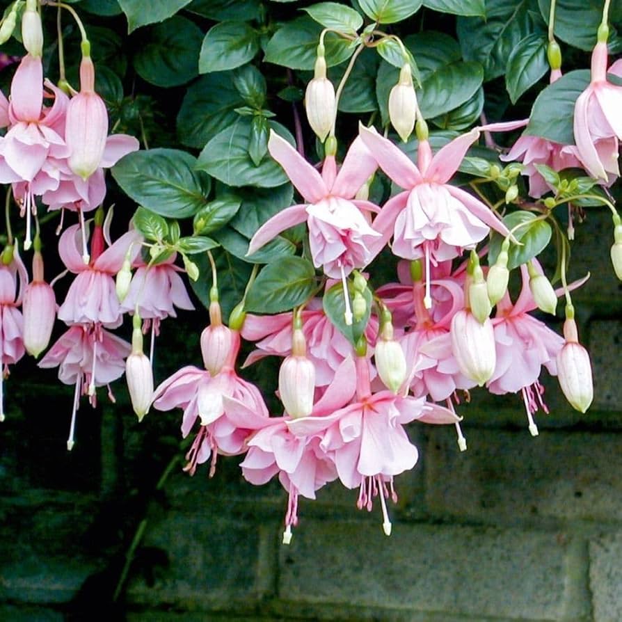 Fuchsia blomsterfrø til plantning Lyserød 100 stk