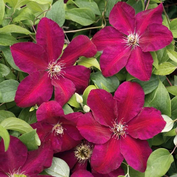 Red Clematis Flower Seeds for Planting – Heirloom, Non-GMO, High Germination Climbing Vine Garden Seeds