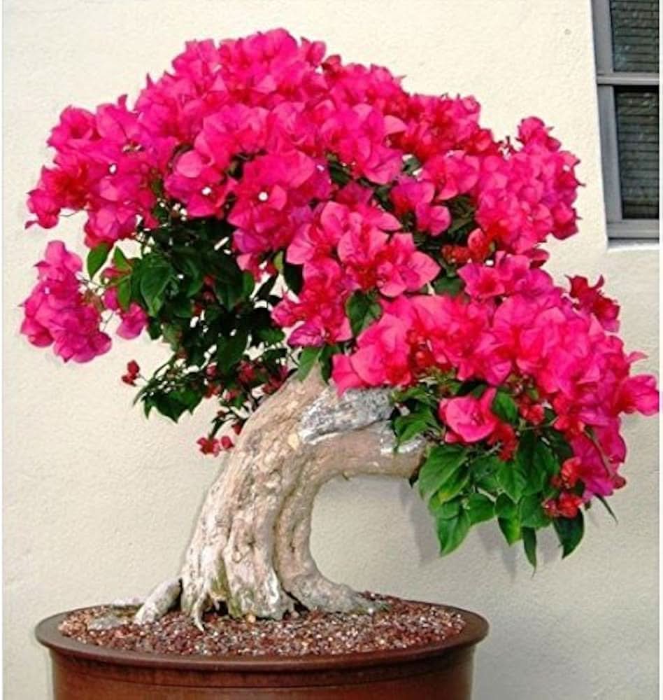bougainvillea bougainvillea flower seeds