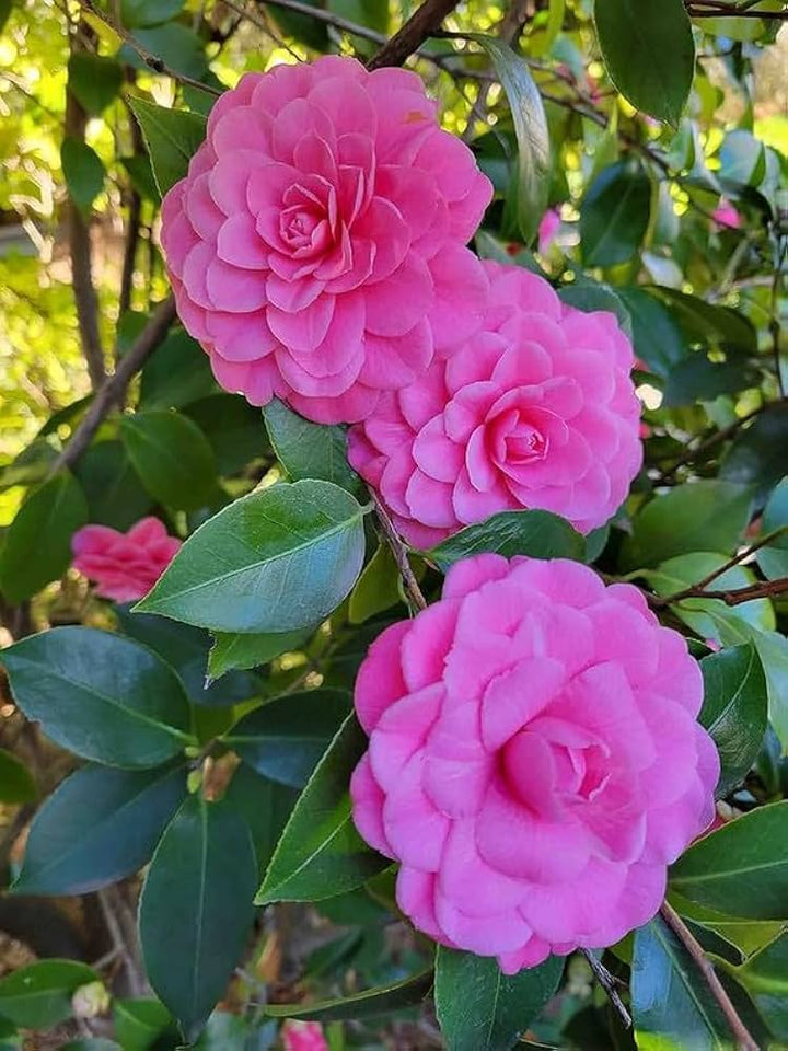 Camellia Japonica blomsterfrø til plantning, friske, 100 stk