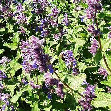 Green Cat Mint Seeds for Planting