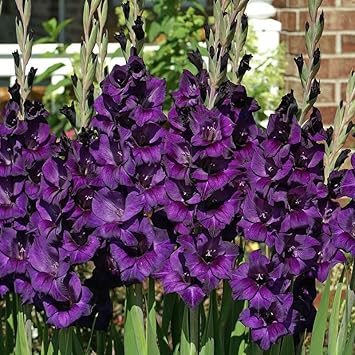 Flower Seeds, Seeds for Planting, Plant Seeds