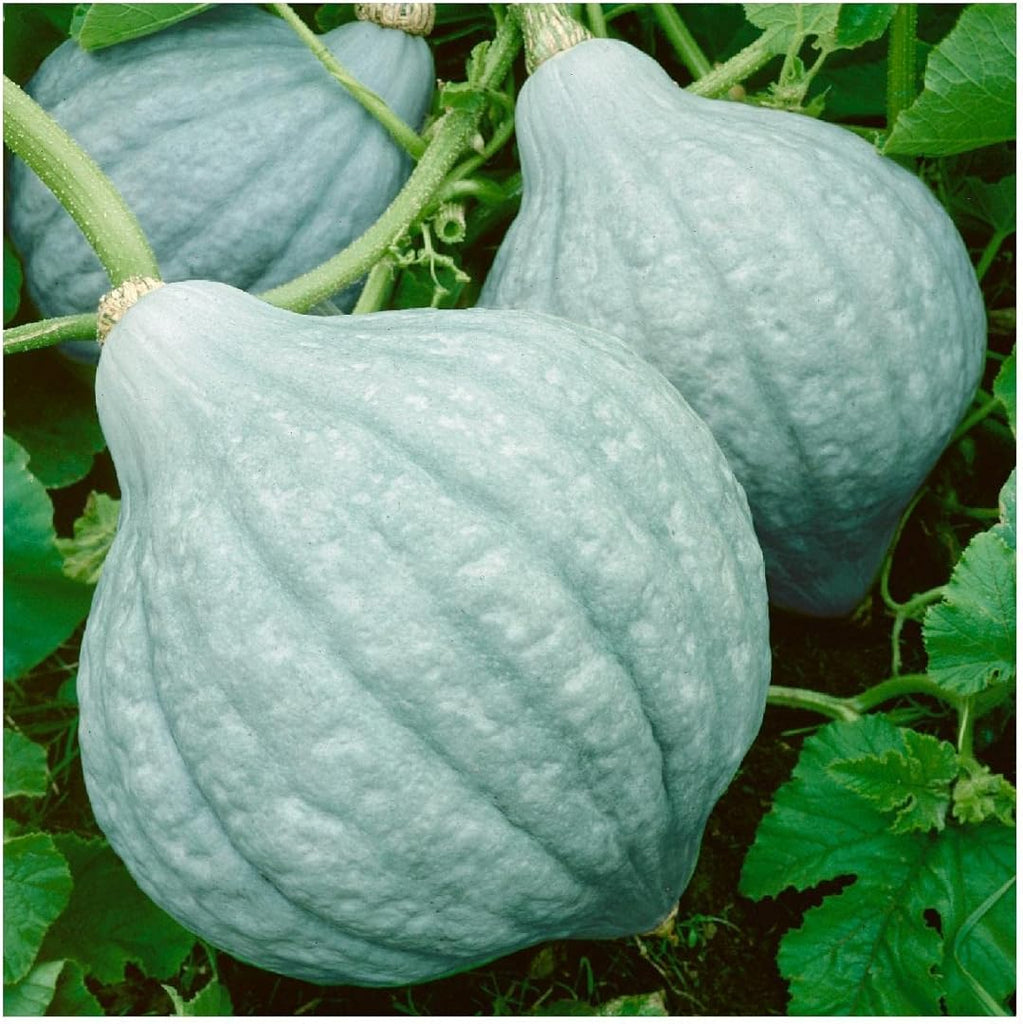 planting hubbard squash seeds Hubbard Squash Vegetable Seeds for Planting