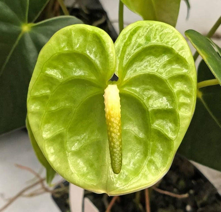 Heirloom Non-GMO Anthurium Flower Seeds – Light Green Tropical High Germination Seeds for Garden Planting