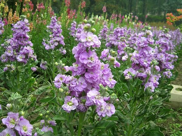 Purple Mini Matthiola Flower Seeds for Planting - 100 pcs