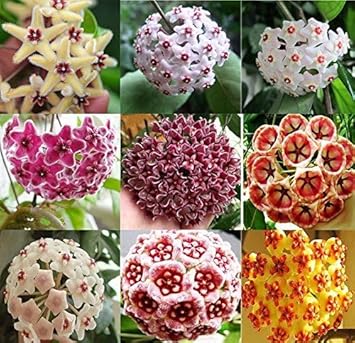 Flower Seeds, Seeds for Planting, Plant Seeds