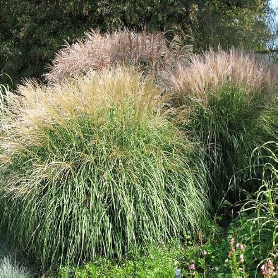miscanthus grass flower seeds
