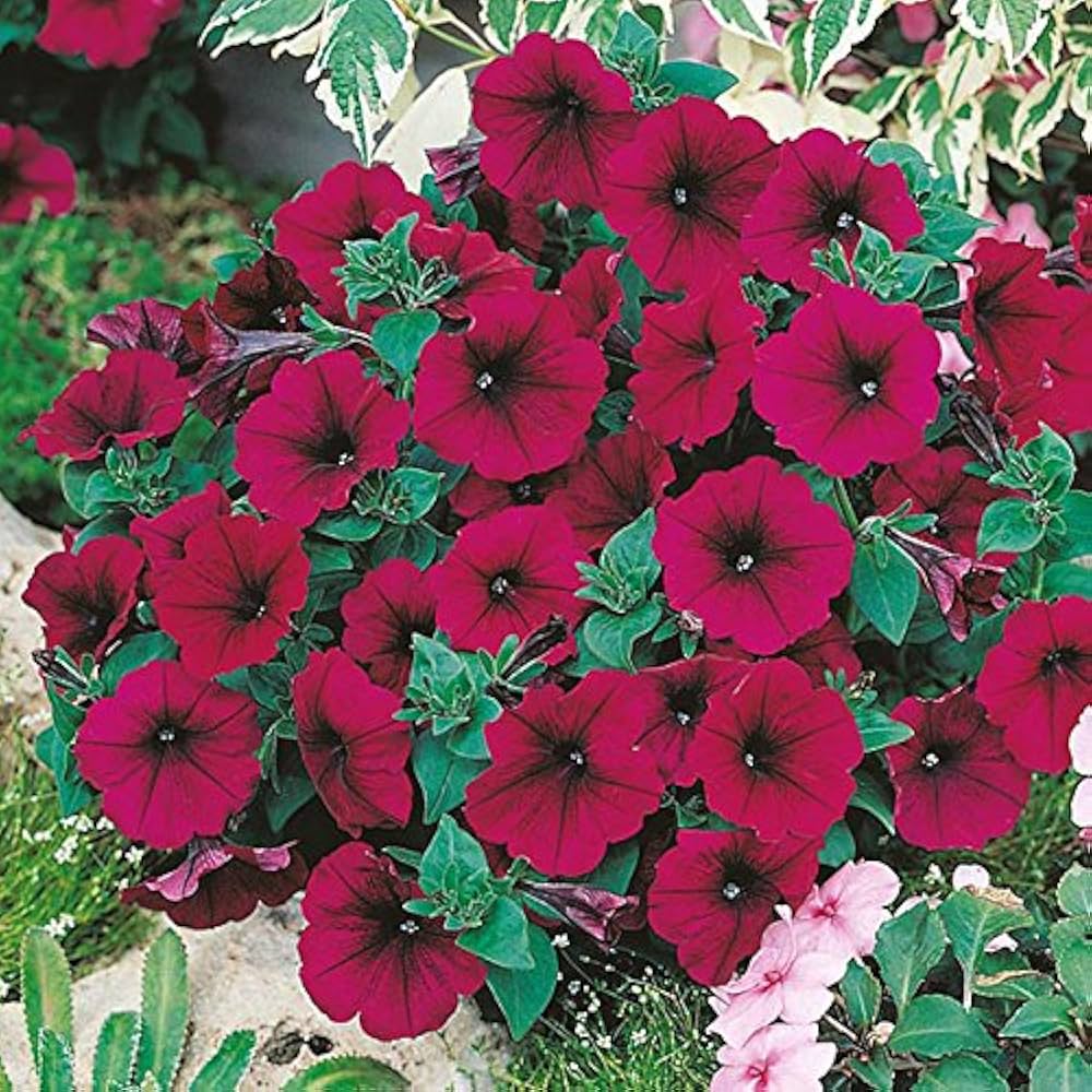 red petunia flower seeds