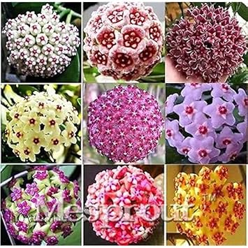 Flower Seeds, Seeds for Planting, Plant Seeds