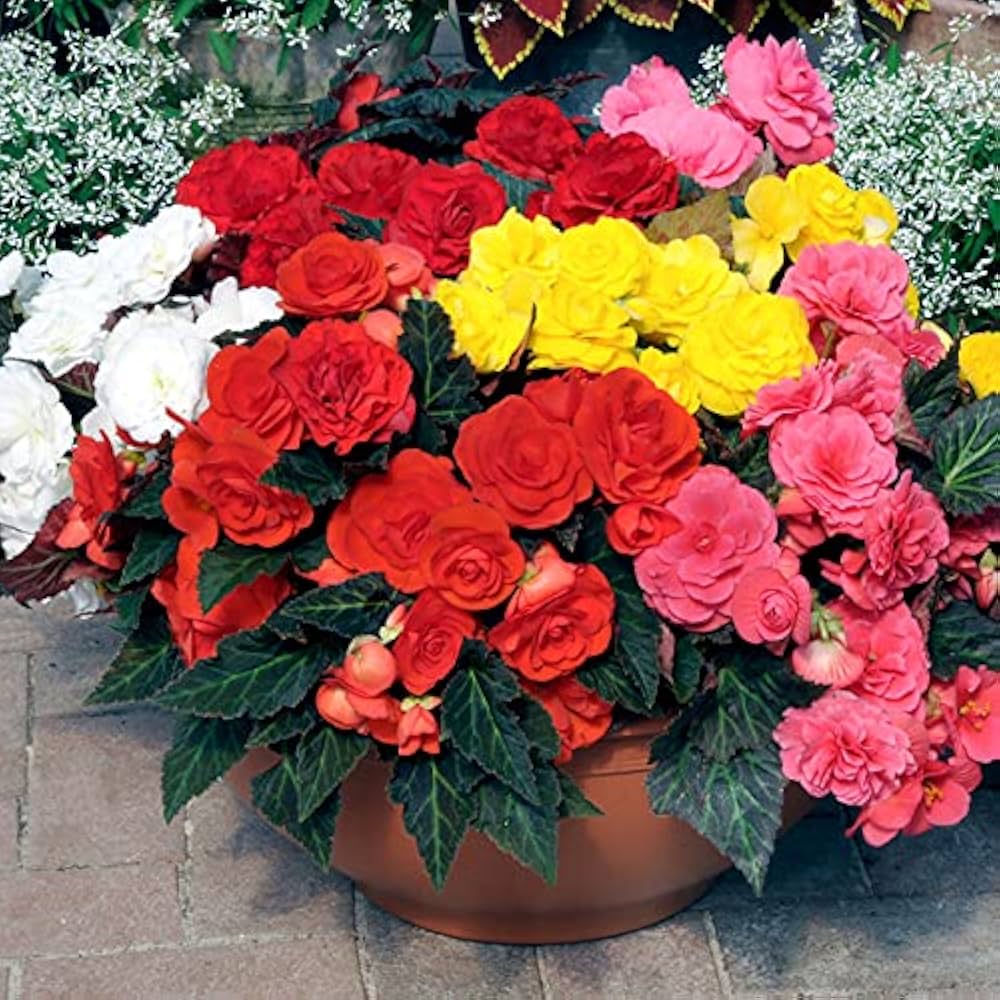 begonia begonia flower seeds