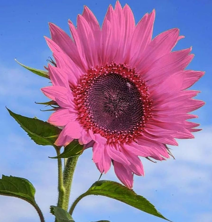 Pink Sunflower Perennial Heirloom Non-GMO Seeds for Planting – Organic Garden Seeds, High Germination