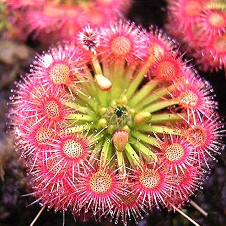 Pink Drosera Soldug Blomsterfrø til udplantning - 100 stk