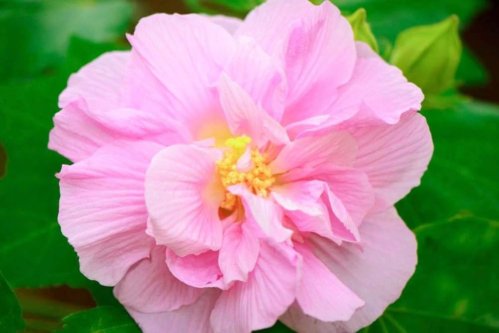 amethyst hibiscus flower seeds