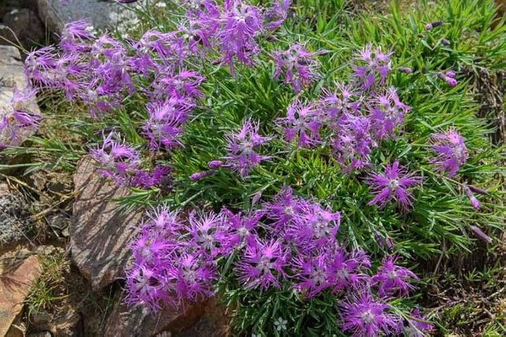 Dianthus Superbus Flower Seeds for Planting - 100 pcs