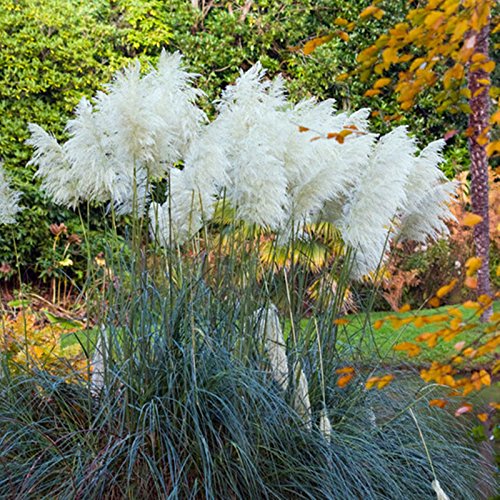 Cortaderia Pampas Grass Flower Seeds – Tall Ornamental Grass for Landscaping, Dried Decor, Non-GMO Seeds