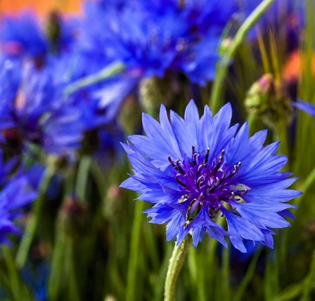 black bachelor flower seeds