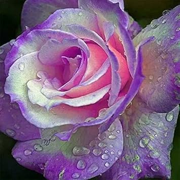 purple pink flower seeds