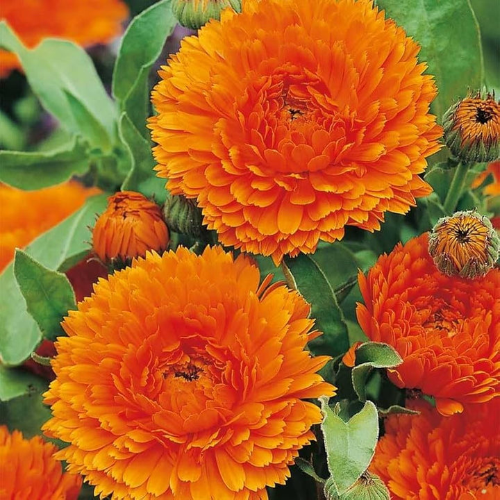 Røde Calendula blomsterfrø til plantning - 100 stk