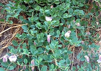 purple caper flower seeds