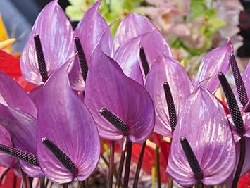 Flower Seeds, Seeds for Planting, Plant Seeds