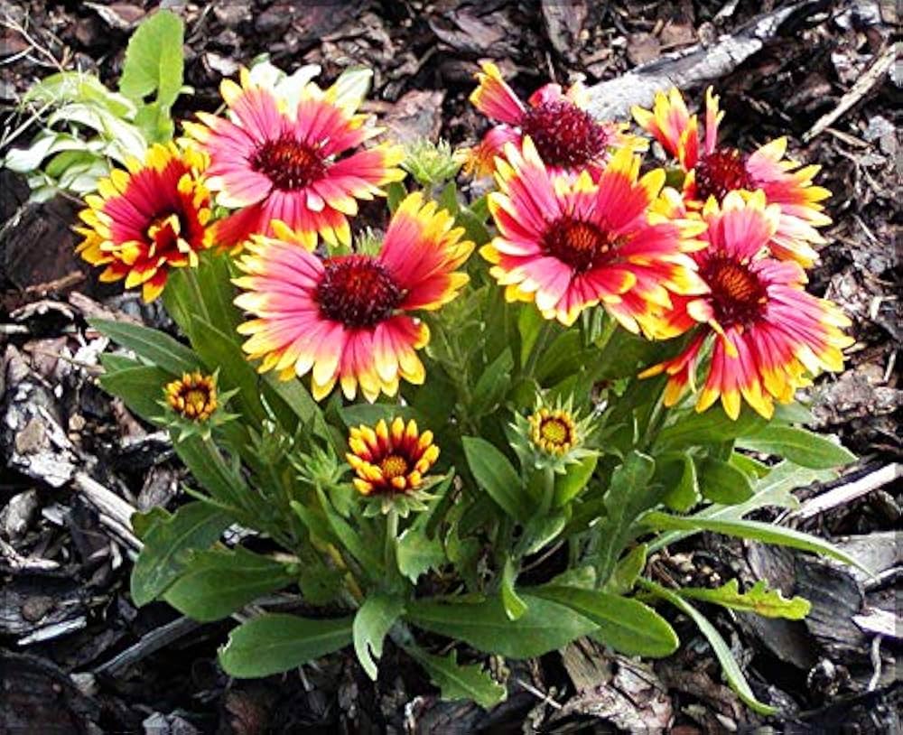 gaillardia goblin flower seeds