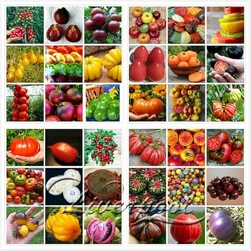 Vegetable Seeds, Seeds for Planting, Plant Seeds