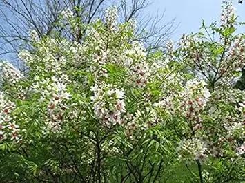 yellowhorn xanthoceras flower seeds
