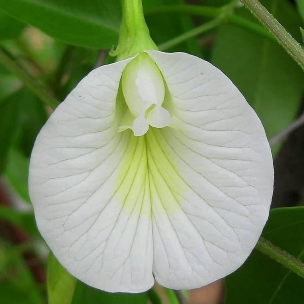Organic Heirloom Clitoria Flower Seeds for Planting – White Blooms Non-GMO High Germination Medicinal Vines