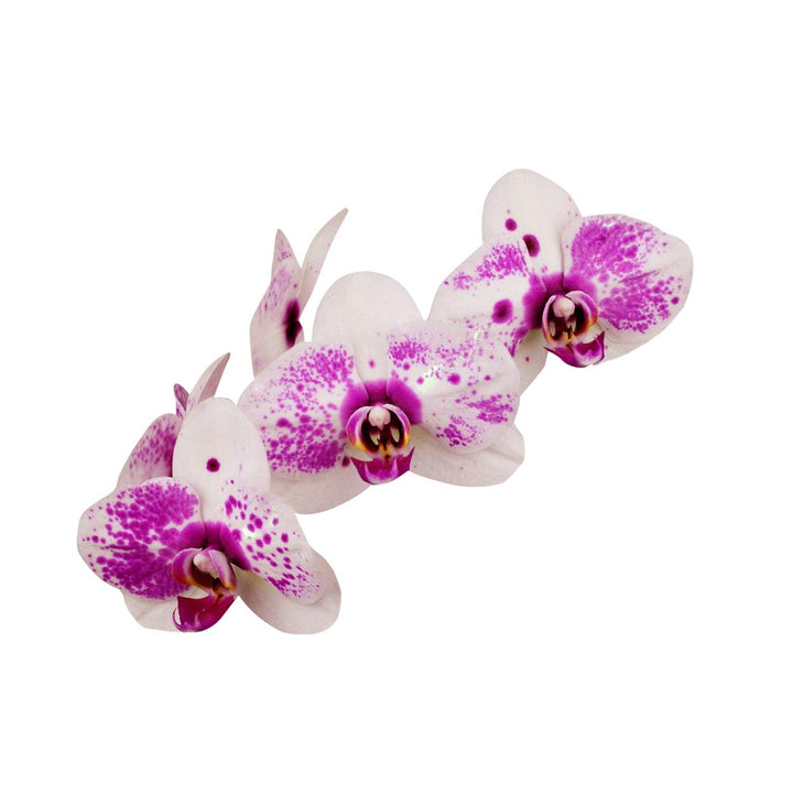 White Violet Orchid Flower Seeds –  Non-GMO, Ideal for Indoor and Garden Planting