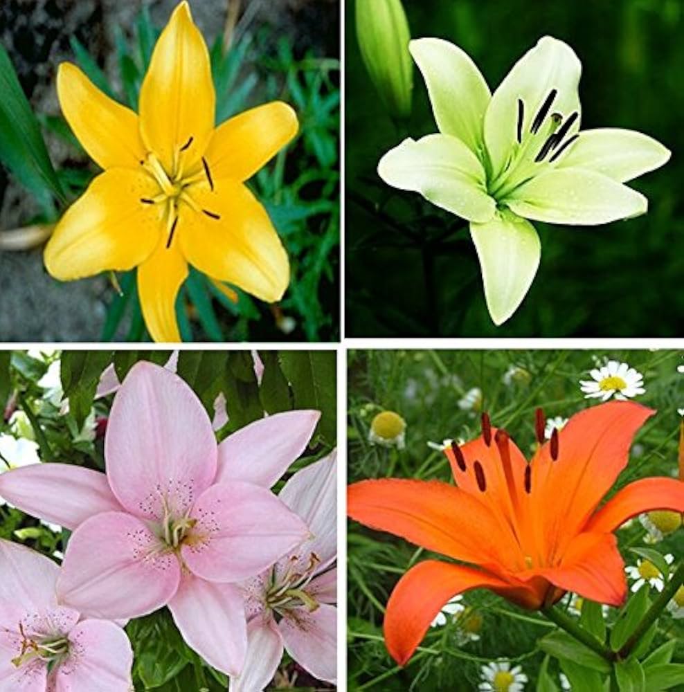 perfume lily flower seeds