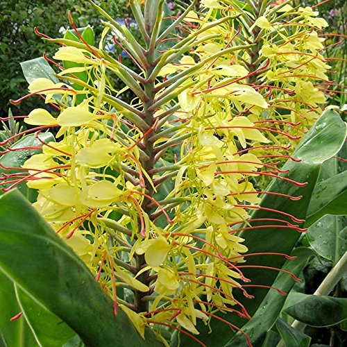 Gule Duftende Blomsterfrø til Plantning - 100 stk