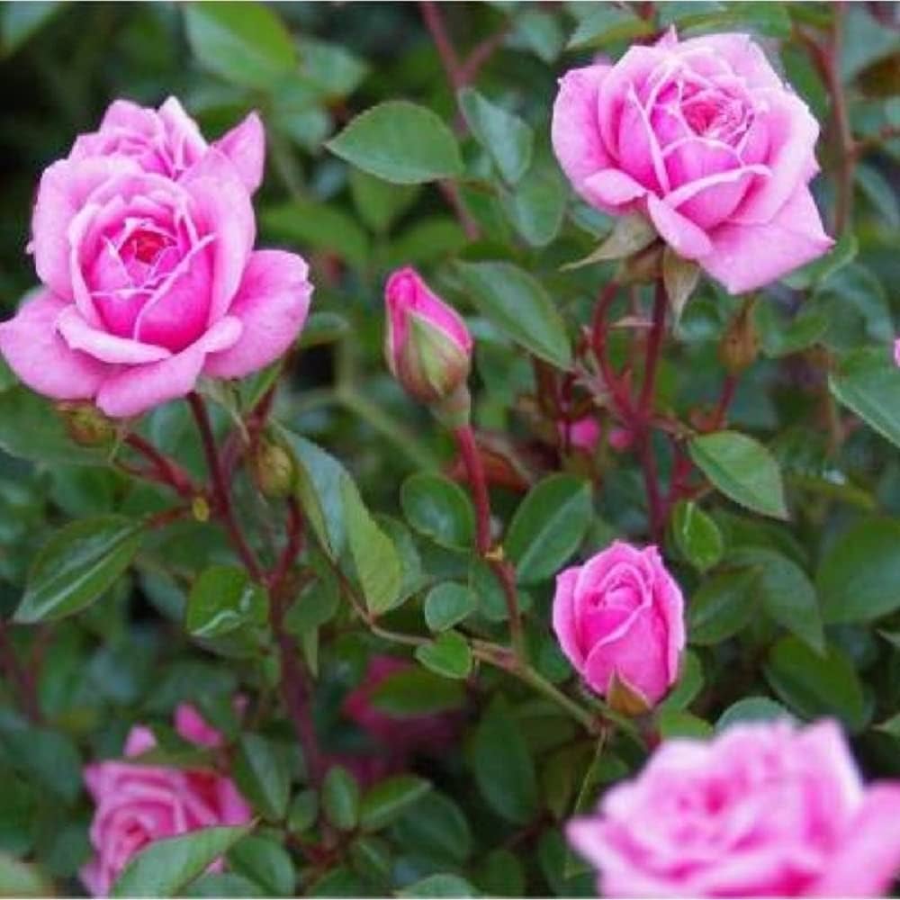 Rosa Plant Flower Garden Decoration Flower Seeds Home Garden Planting, Ornamental Organic