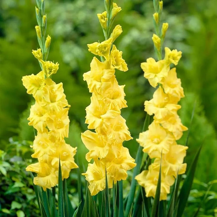 Fresh Gladiolus Flower Seeds for Planting, Yellow 100 pcs