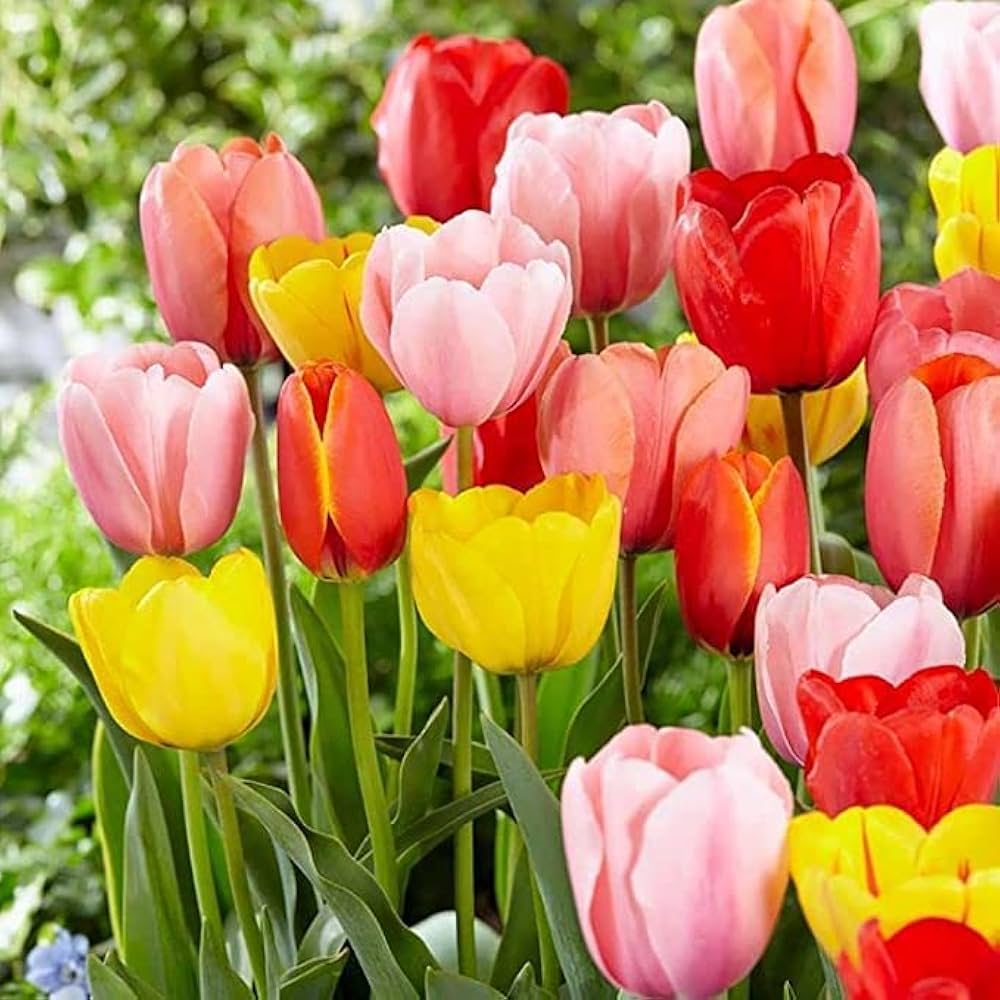 tulip bulbs flower seeds