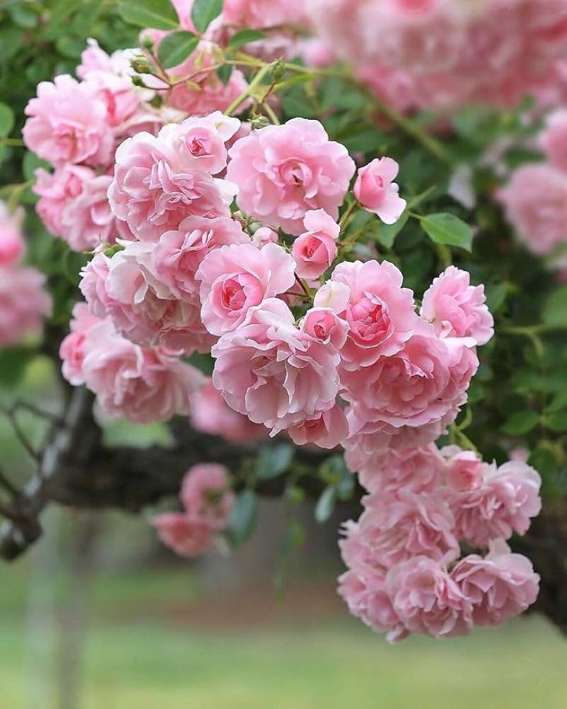 pink climbing flower seeds